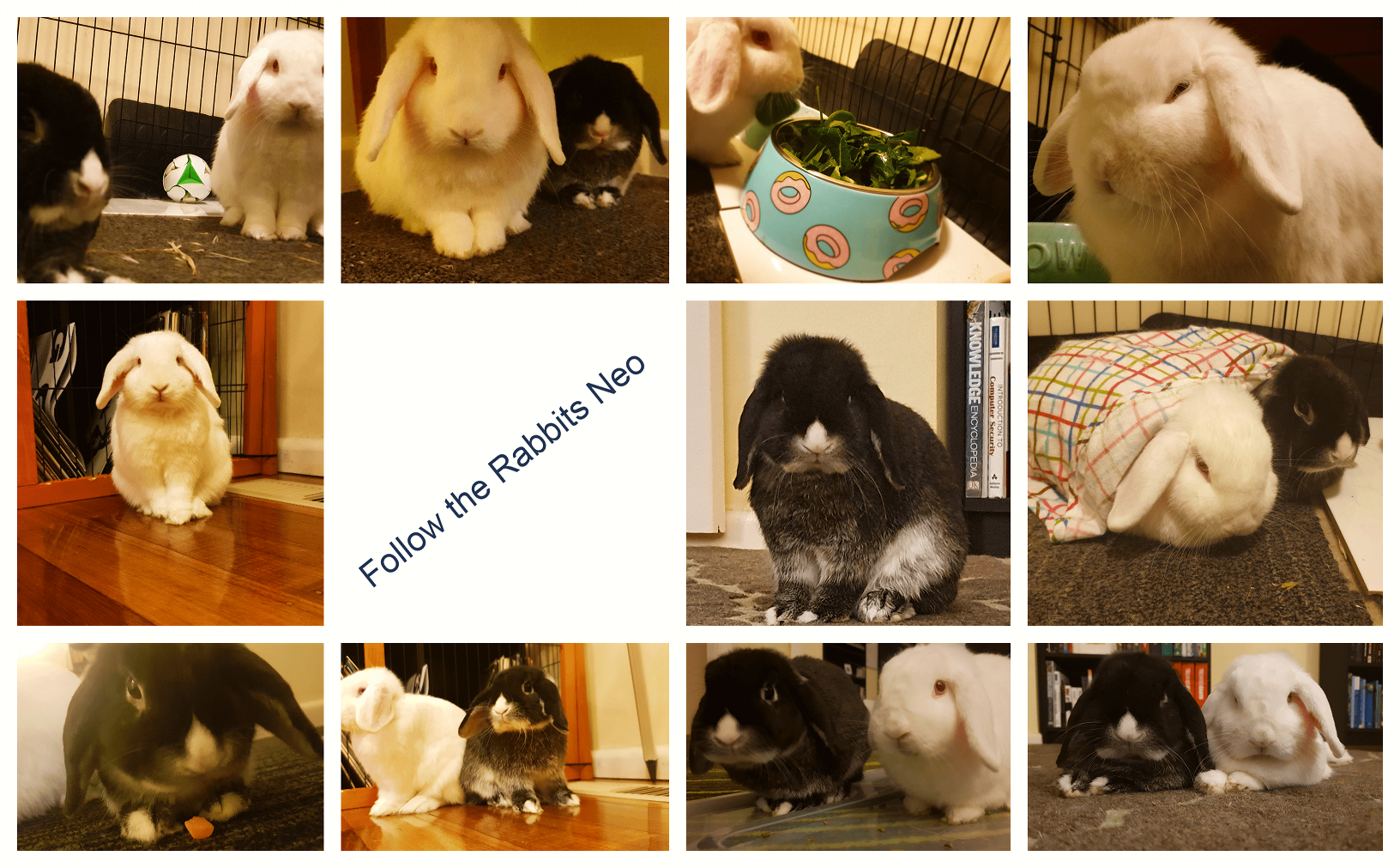 Bunnies